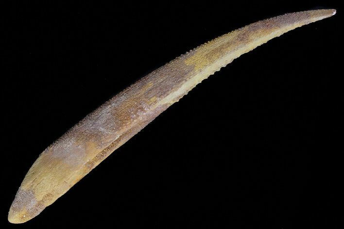 Large, Hybodus Shark Dorsal Spine - Cretaceous #73128